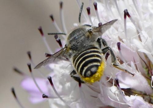 Megachile sp.